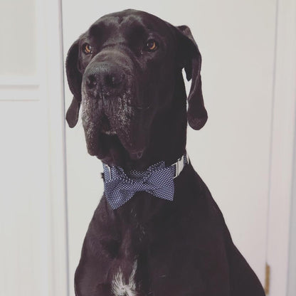 Boy Dog Collar with Bowtie, Comfortable Adjustable Cute Navy Blue Bow Tie Collar for Male Dogs Gift, Xlarge, Neck 16-26 Inches