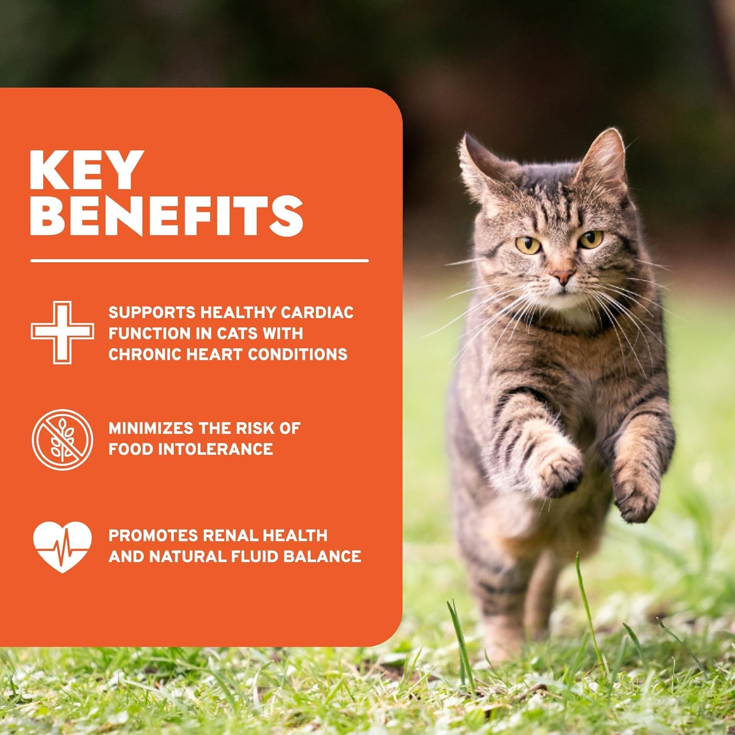 - Renal Wet Cat Food for Kidney Support, 3.5 Oz, 32-Pack