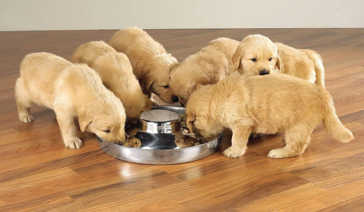 Stainless Steel Puppy Kitten Dish 11.8 Inch (2 Pack)
