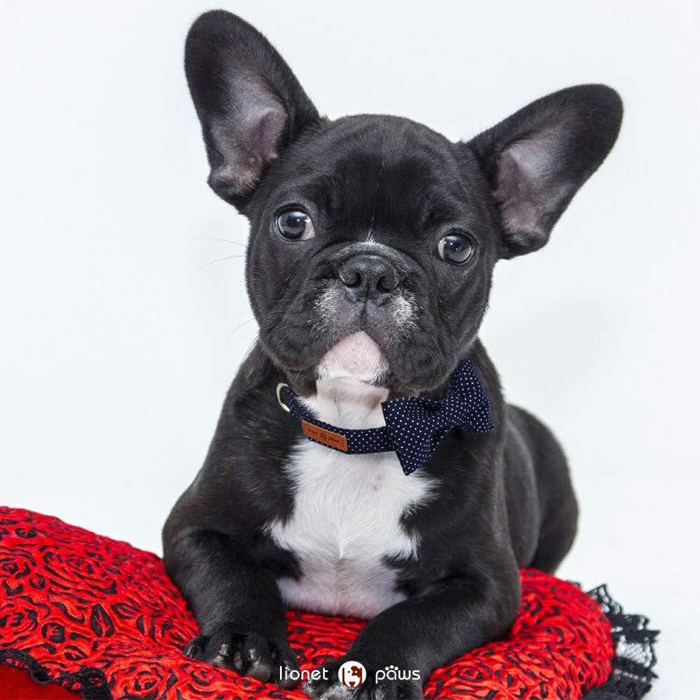 Boy Dog Collar with Bowtie, Comfortable Adjustable Cute Navy Blue Bow Tie Collar for Male Dogs Gift, Xlarge, Neck 16-26 Inches
