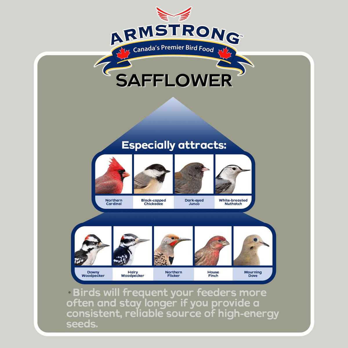 Armstrong Wild Bird Food Safflower Wild Bird Seed for High Energy, 20Lbs