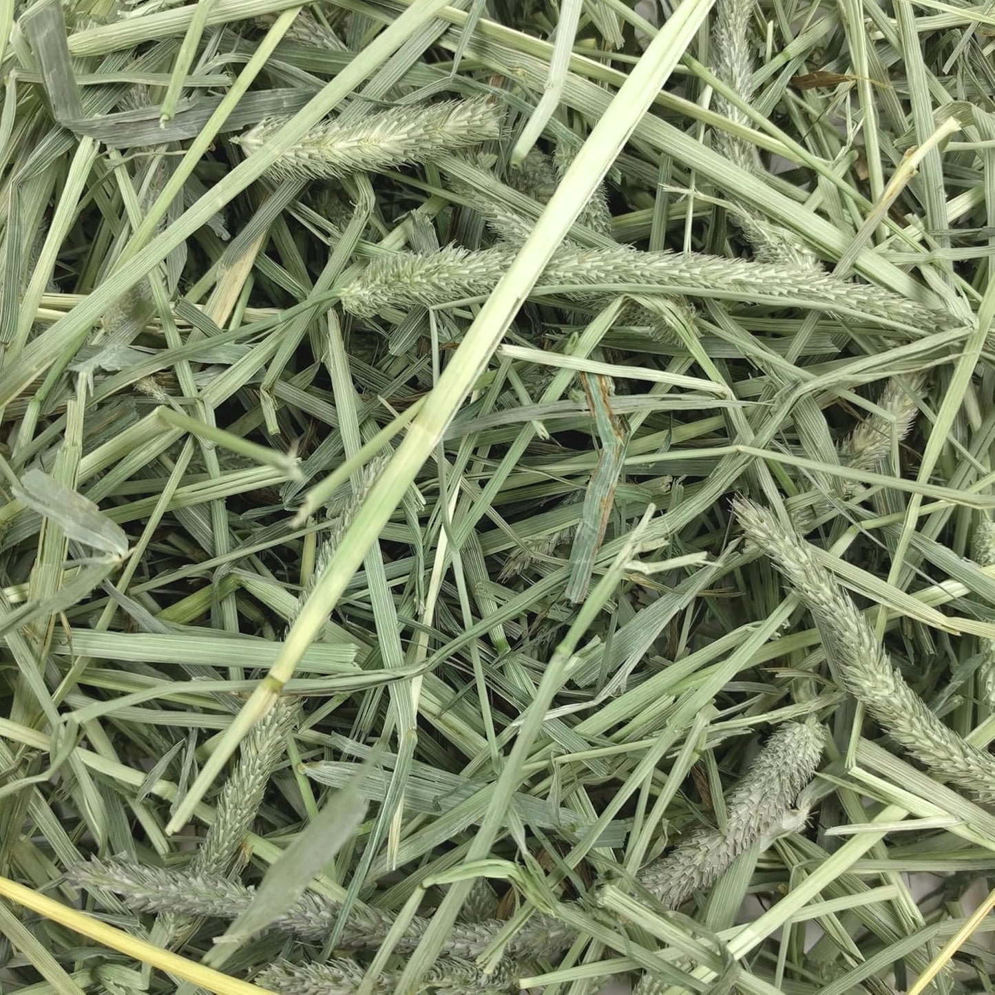 Western Timothy Hay, Rabbit & Guinea Pig Hay, High Fiber, USA, 90 Oz