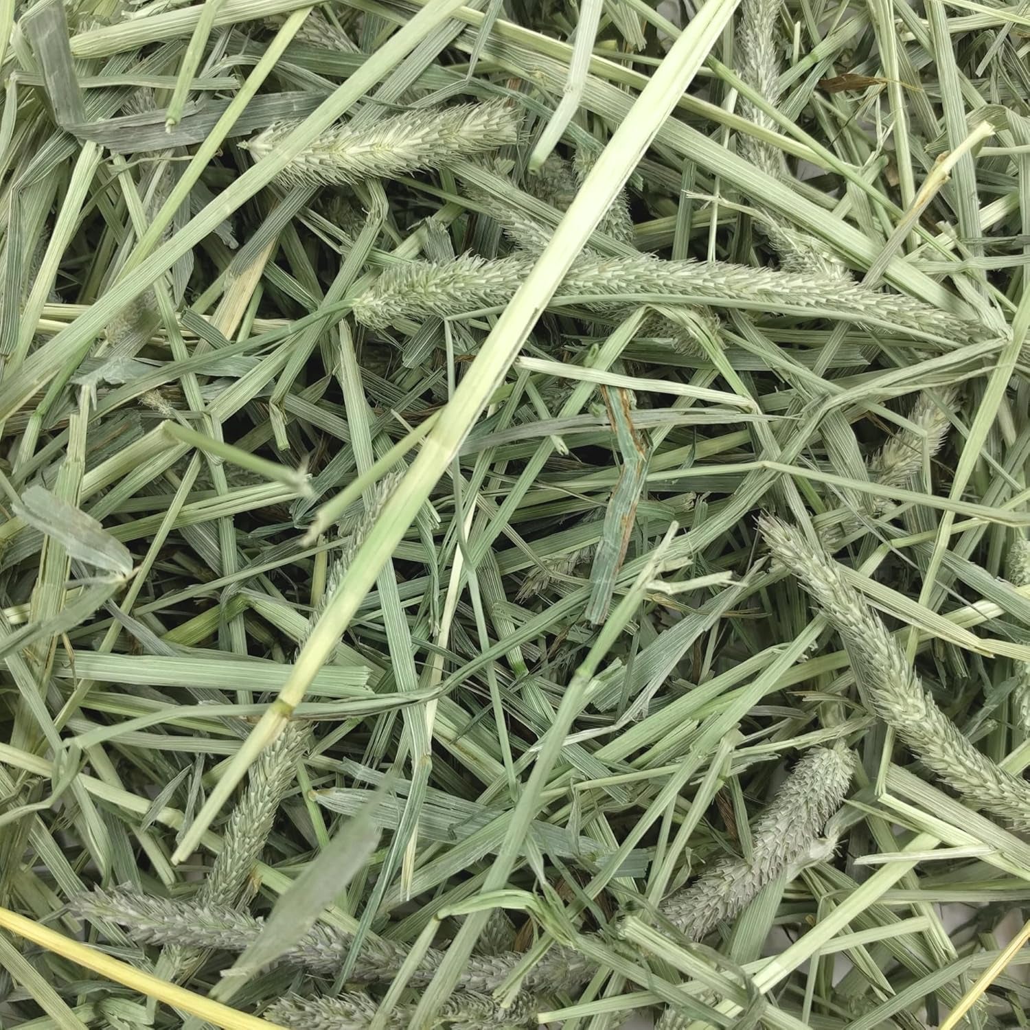 Western Timothy Hay, Rabbit & Guinea Pig Hay, High Fiber, USA, 90 Oz
